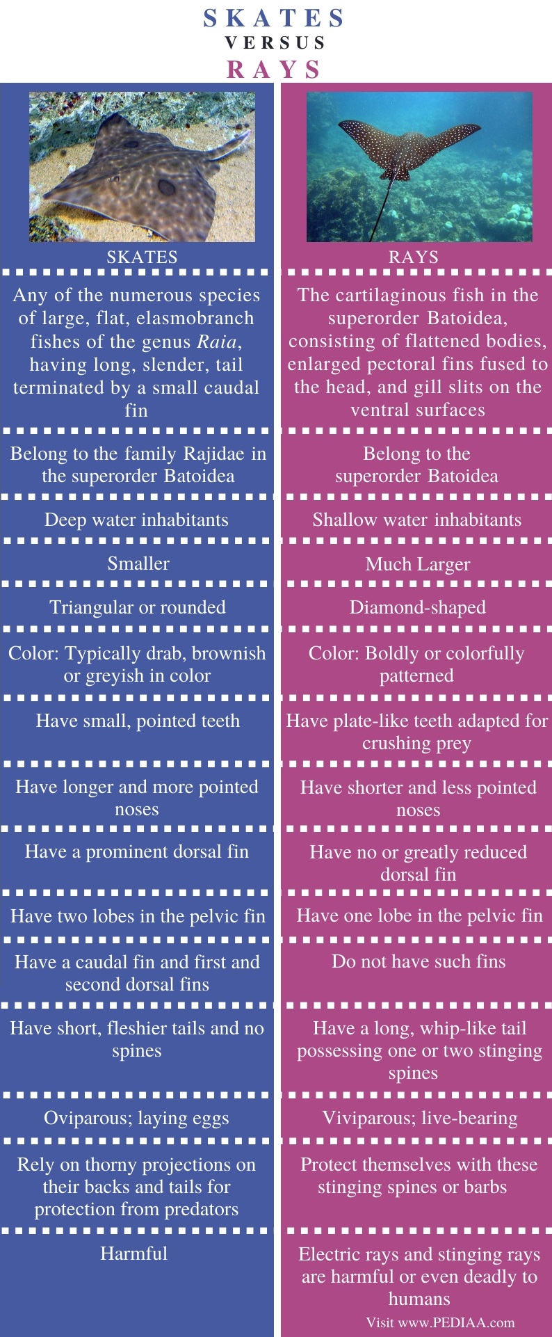 What is the Difference Between Skates and Rays