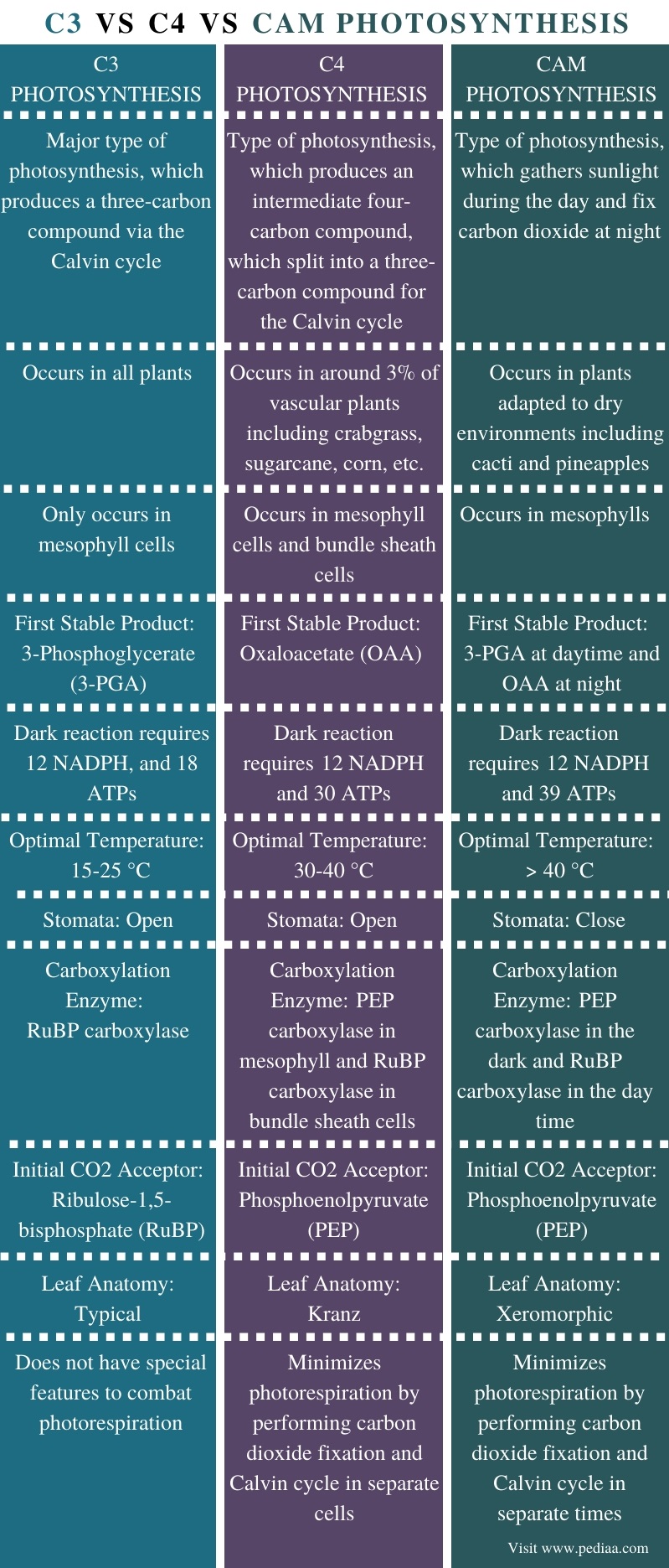 What Is The Difference Between C3 C4 And Cam Photosynthesis - Pediaa.com