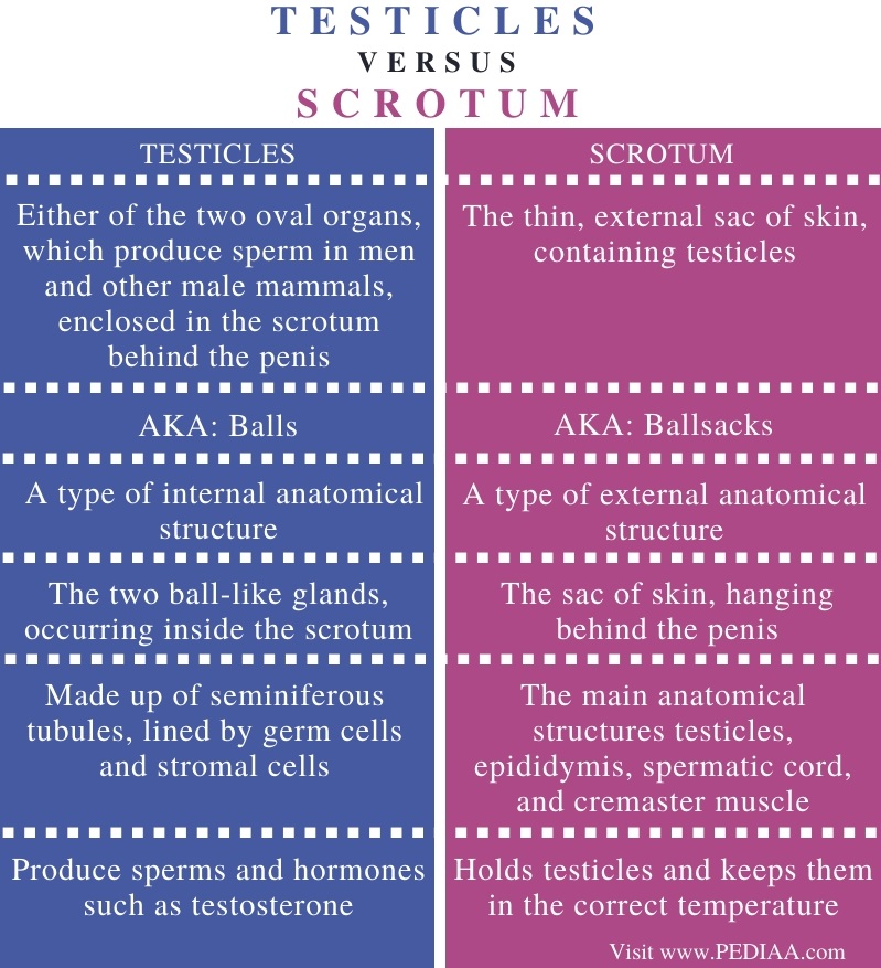 What is the Difference Between Testicles and Scrotum