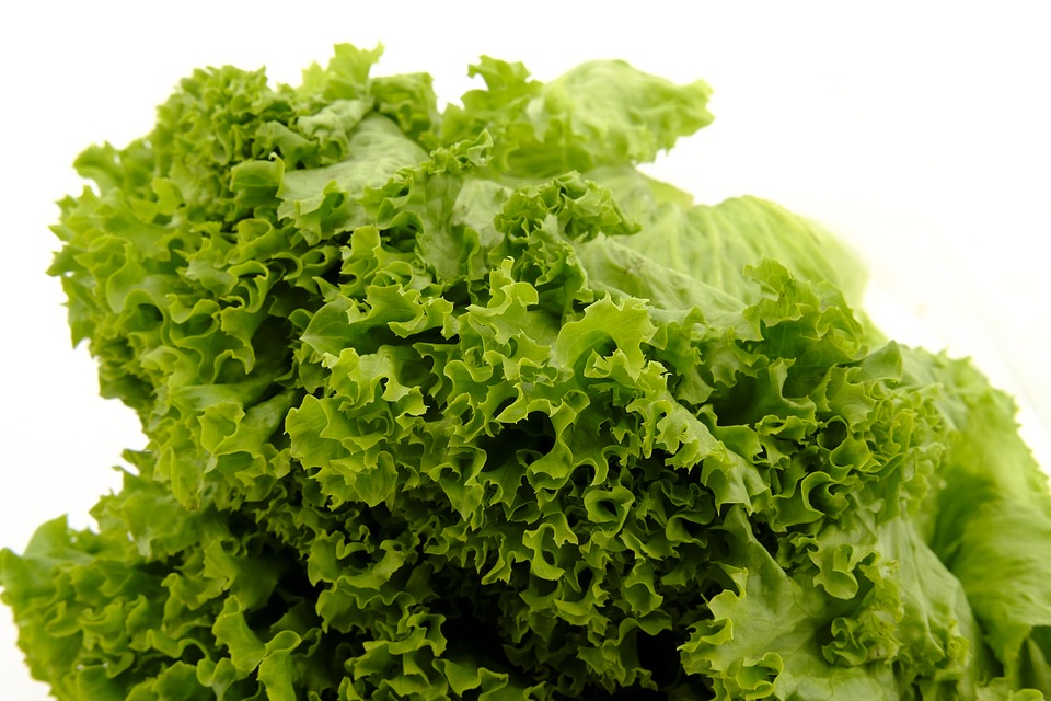 What is the Difference Between Kale and Lettuce