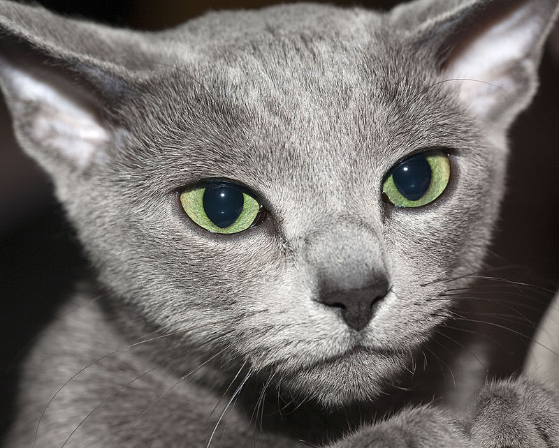 What is the Difference Between Korat and Russian Blue