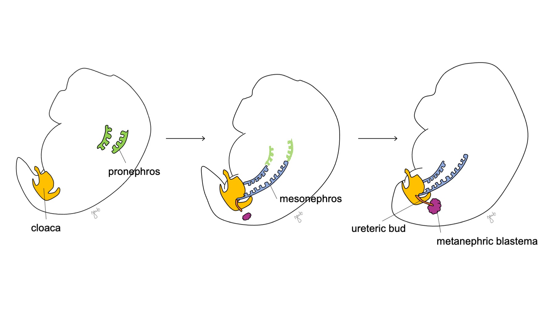 Dr Teague Pediatric Urology at Raymond Wilkinson blog