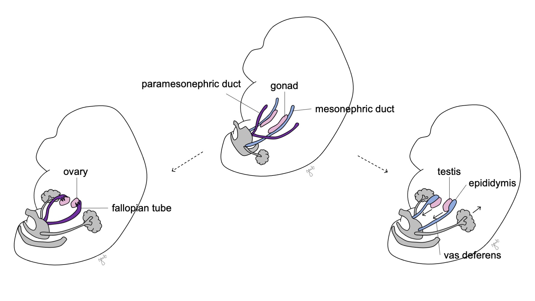 Embryology of Urinary Tract Pediatric Urology Book