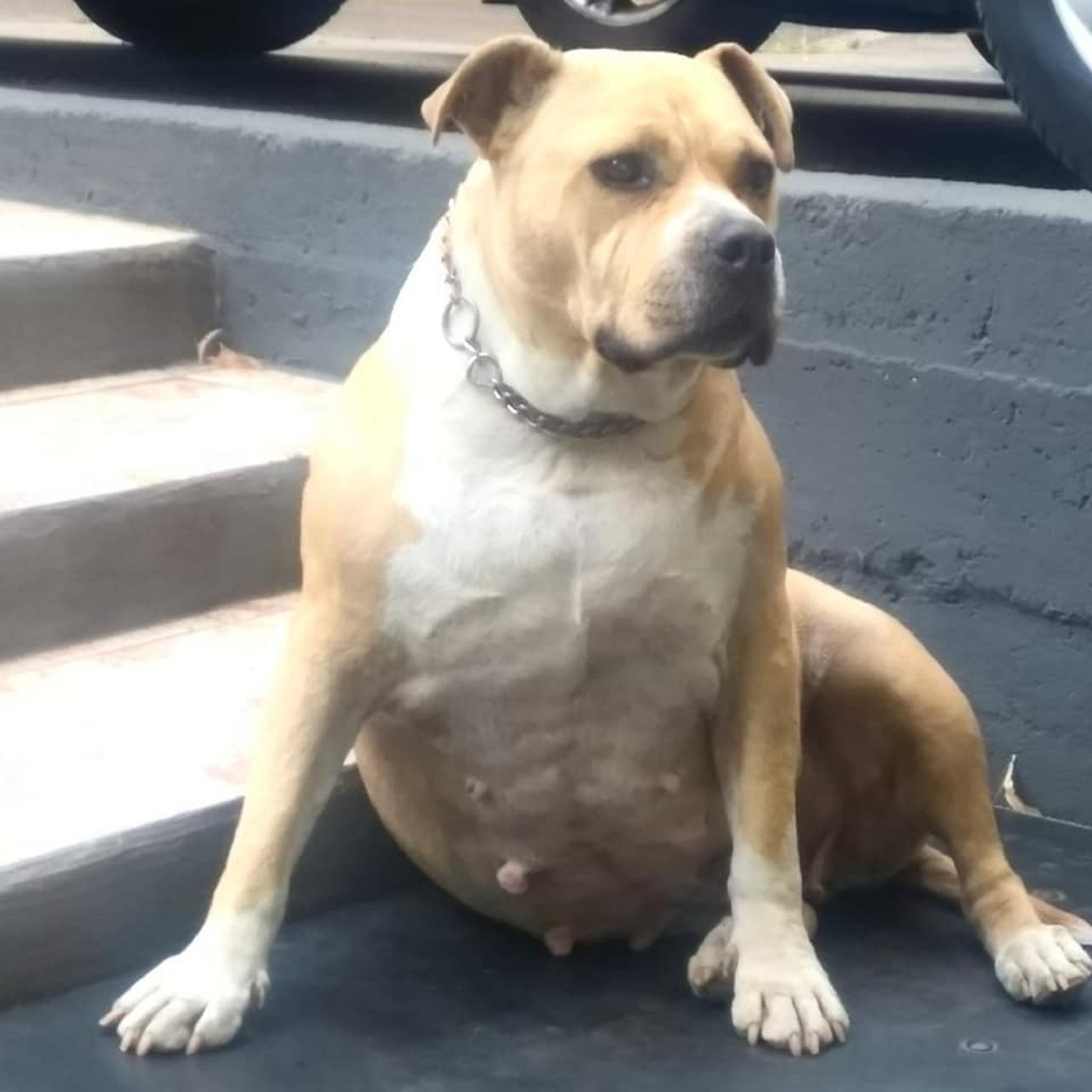 DDK9'S NERA American Pit Bull Terrier Pedigree Database