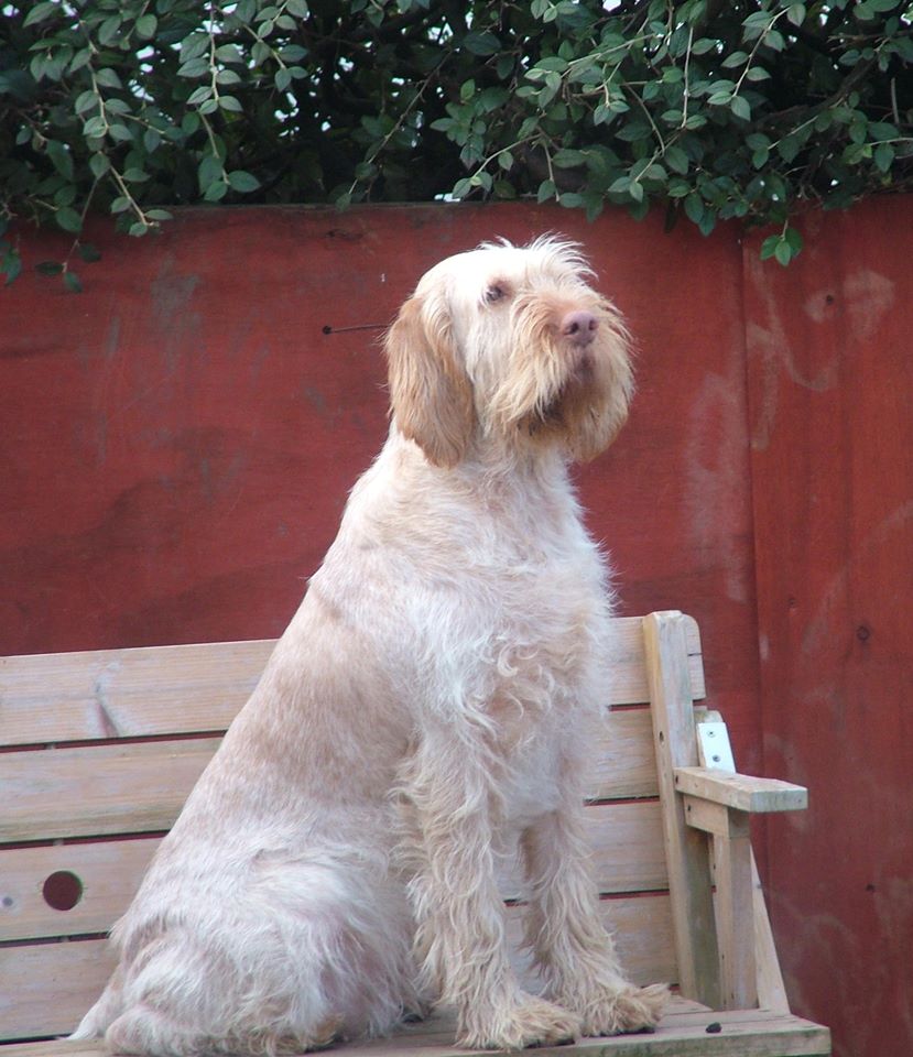 Italian Spinone is this Hunt Point Retrieve Dog suitable for your home