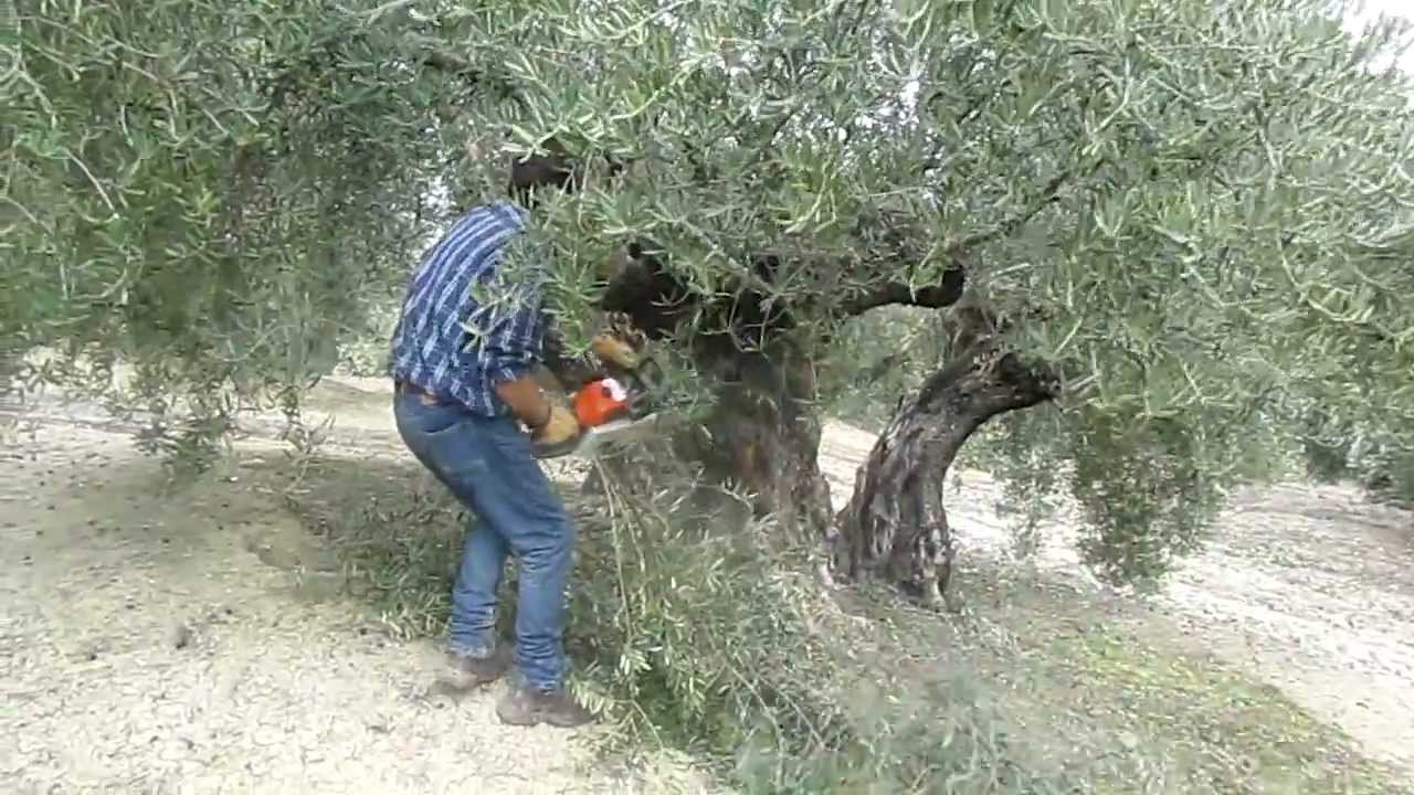 La séptima edición del libro “La poda del olivo” recoge conocimientos