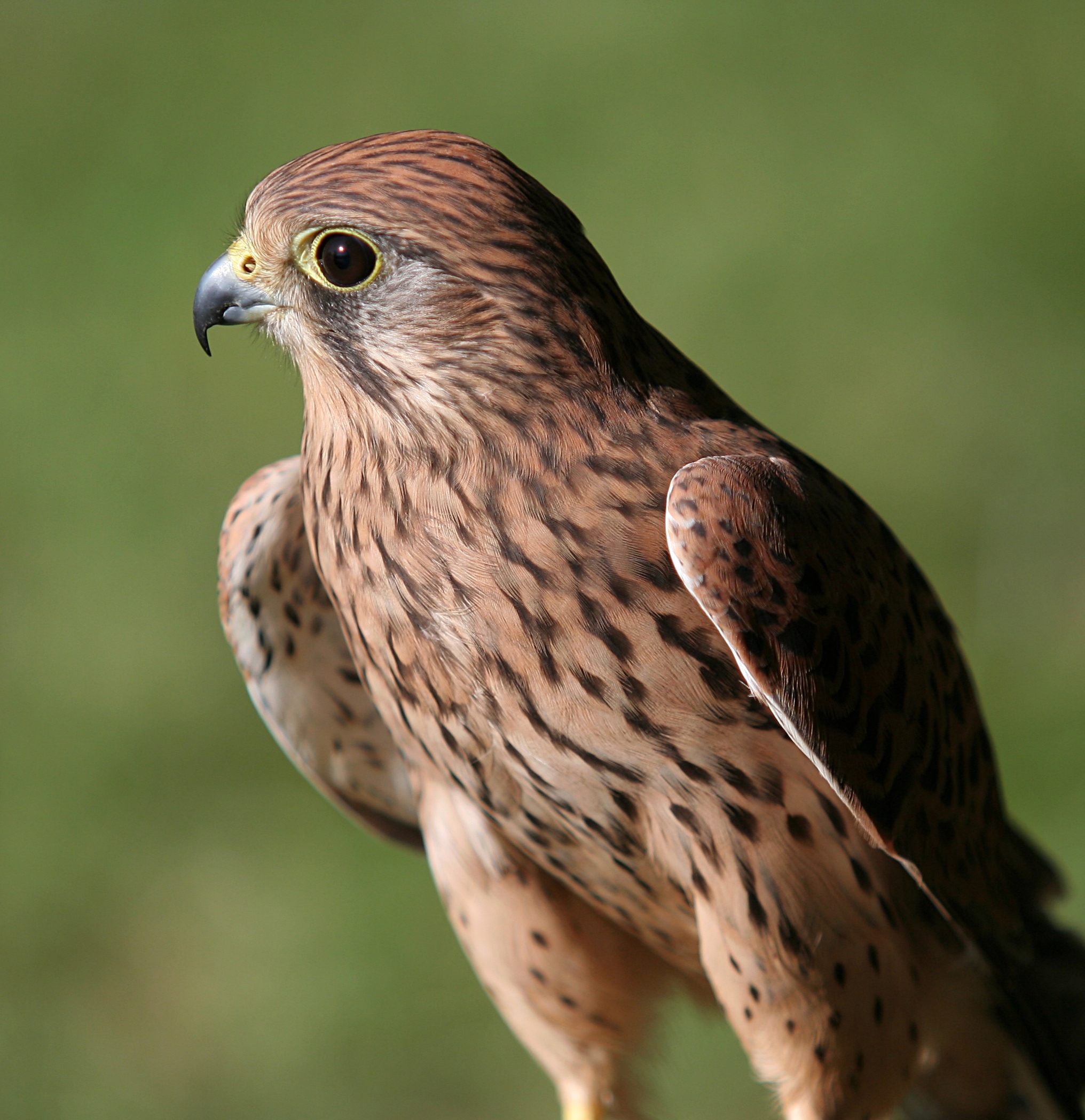 Opiniones de cernicalo