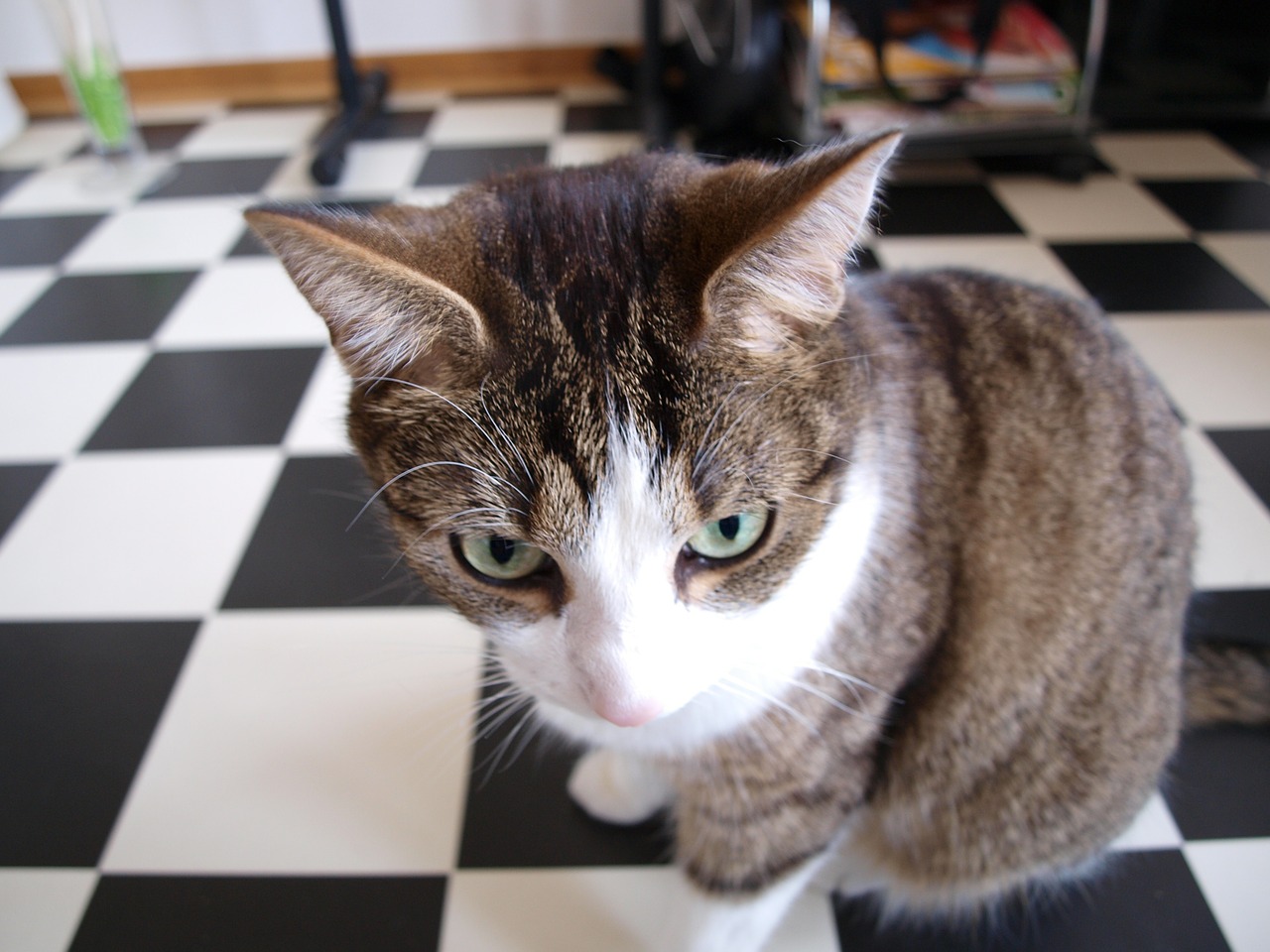 How to Remove Cat Pee PeeOff Premium Cat Pee Remover