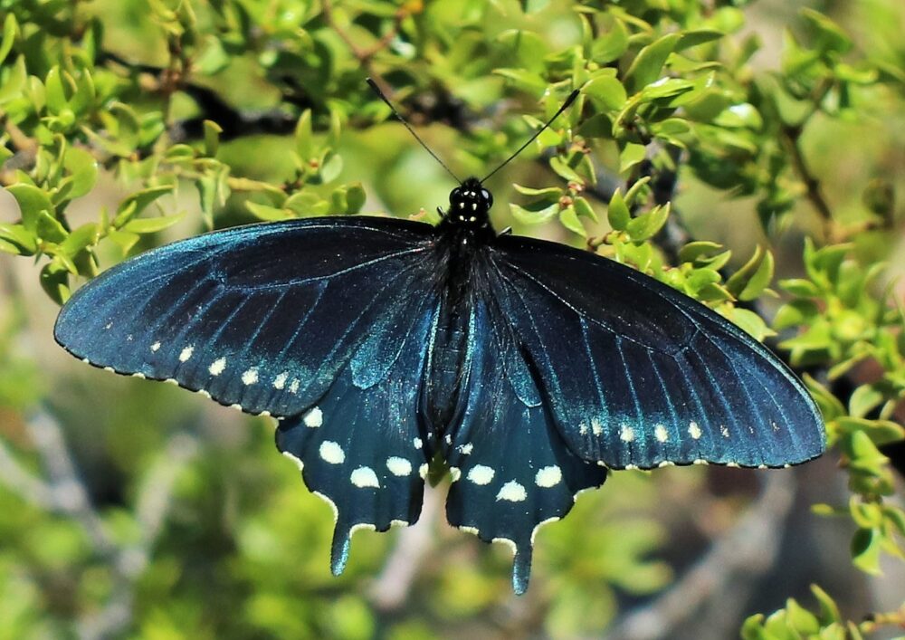 Butterflies of New Mexico The Swallowtails (Papilionidae) Pajarito
