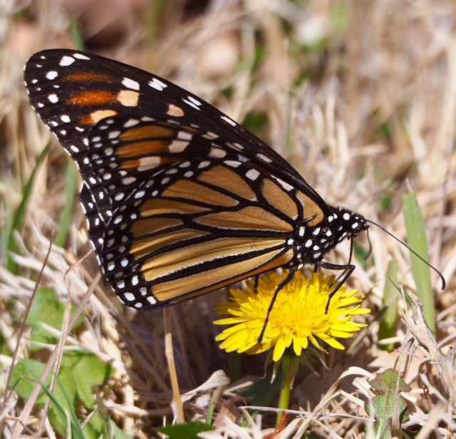 New Mexico Butterflies Pajarito Environmental Education Center