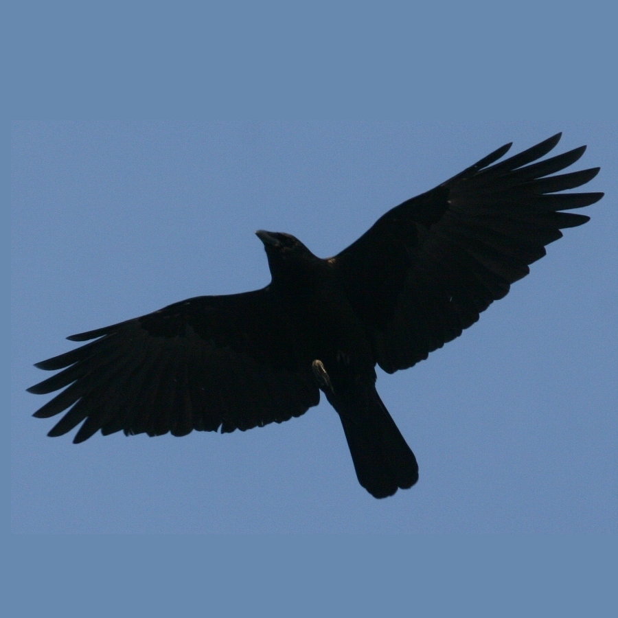 Compare Crow and Raven Pajarito Environmental Education Center