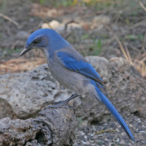 Woodhouse’s ScrubJay Pajarito Environmental Education Center