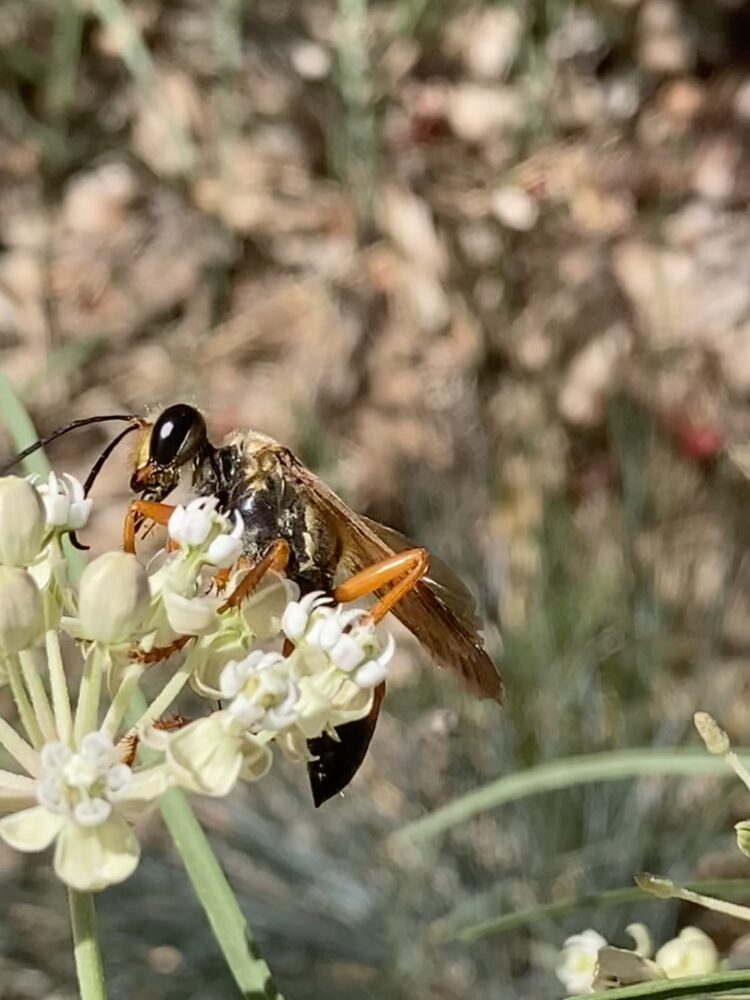 Bee City Los Alamos An affiliate of the Xerces Bee City USA project