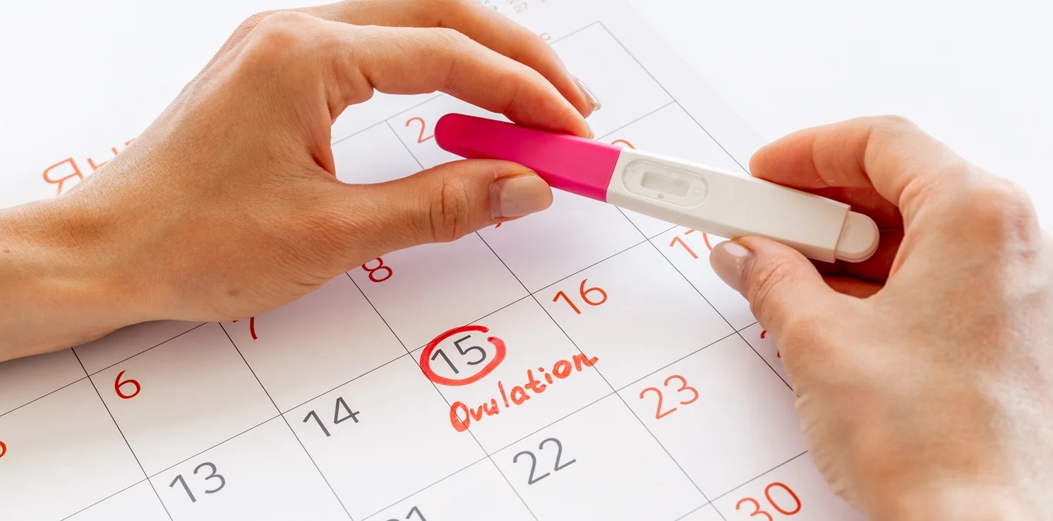 Ovulation Optimization When Are You Most Fertile?