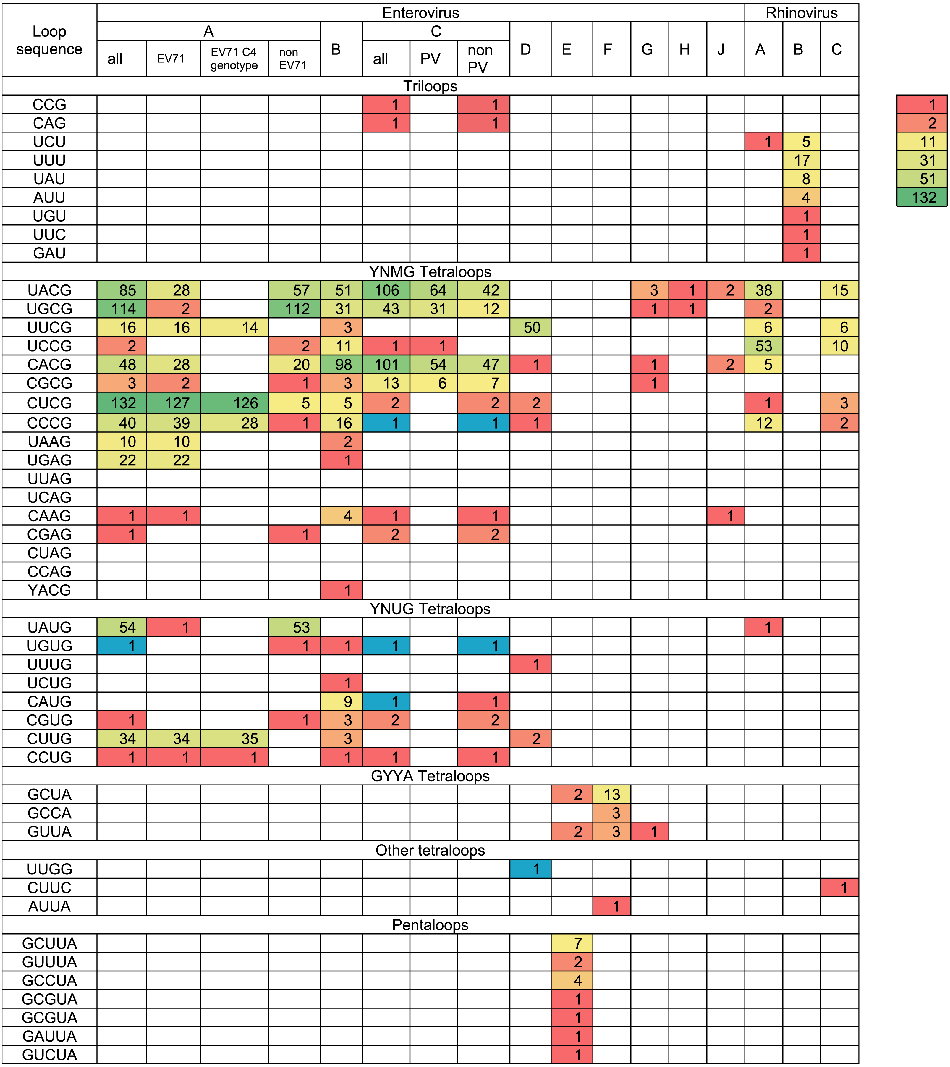Independent evolution of tetraloop in enterovirus oriL replicative