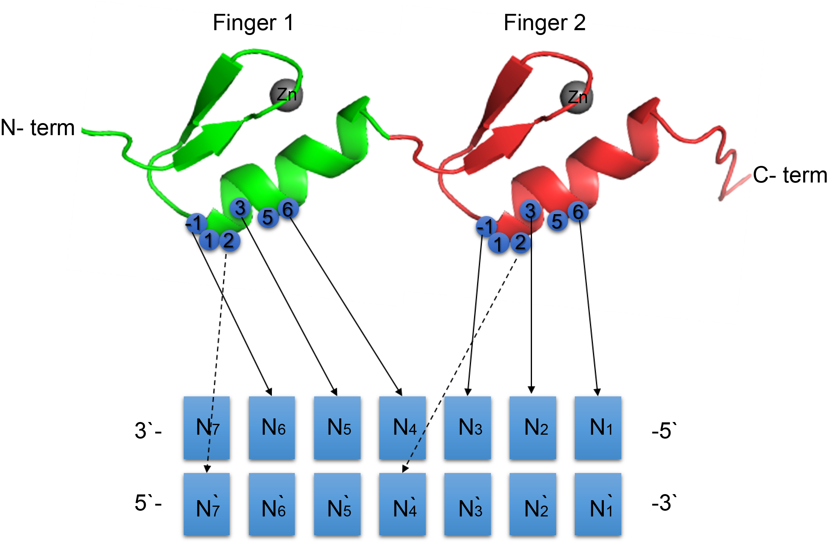 Genomewide identification and expression profiling of the C2H2type zinc finger protein genes