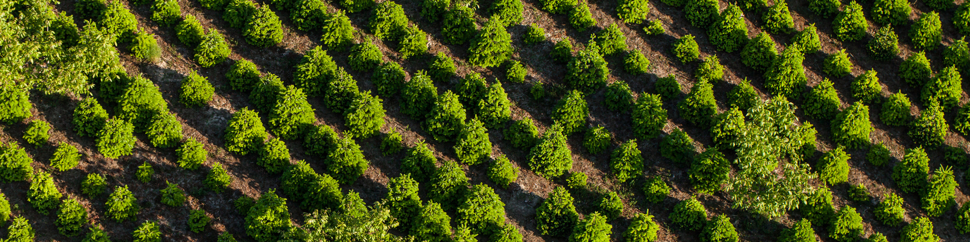 About Peerless Farm in Bigfoot, TX Peerless Tree Farm