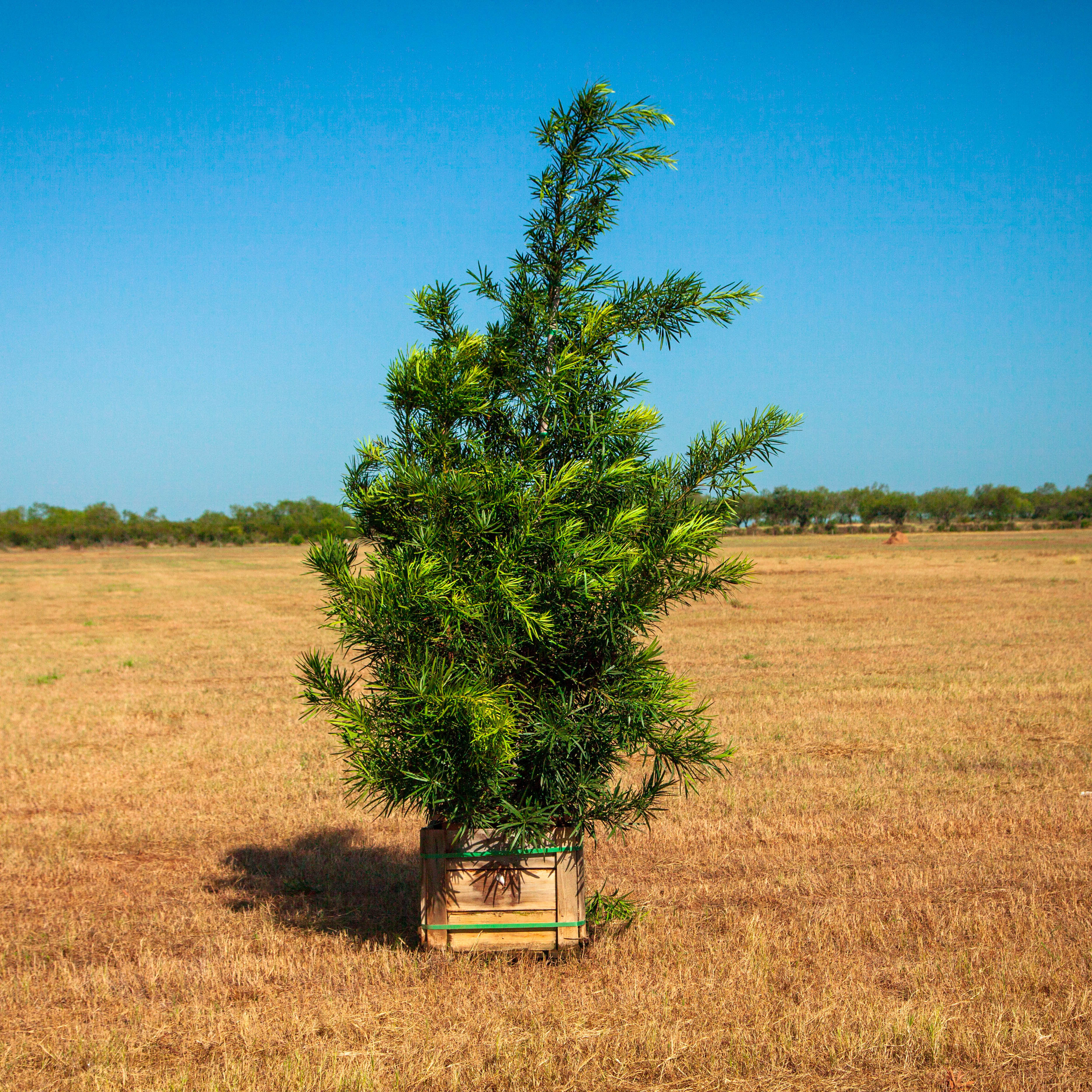 Tree Catalog Peerless Tree Farm