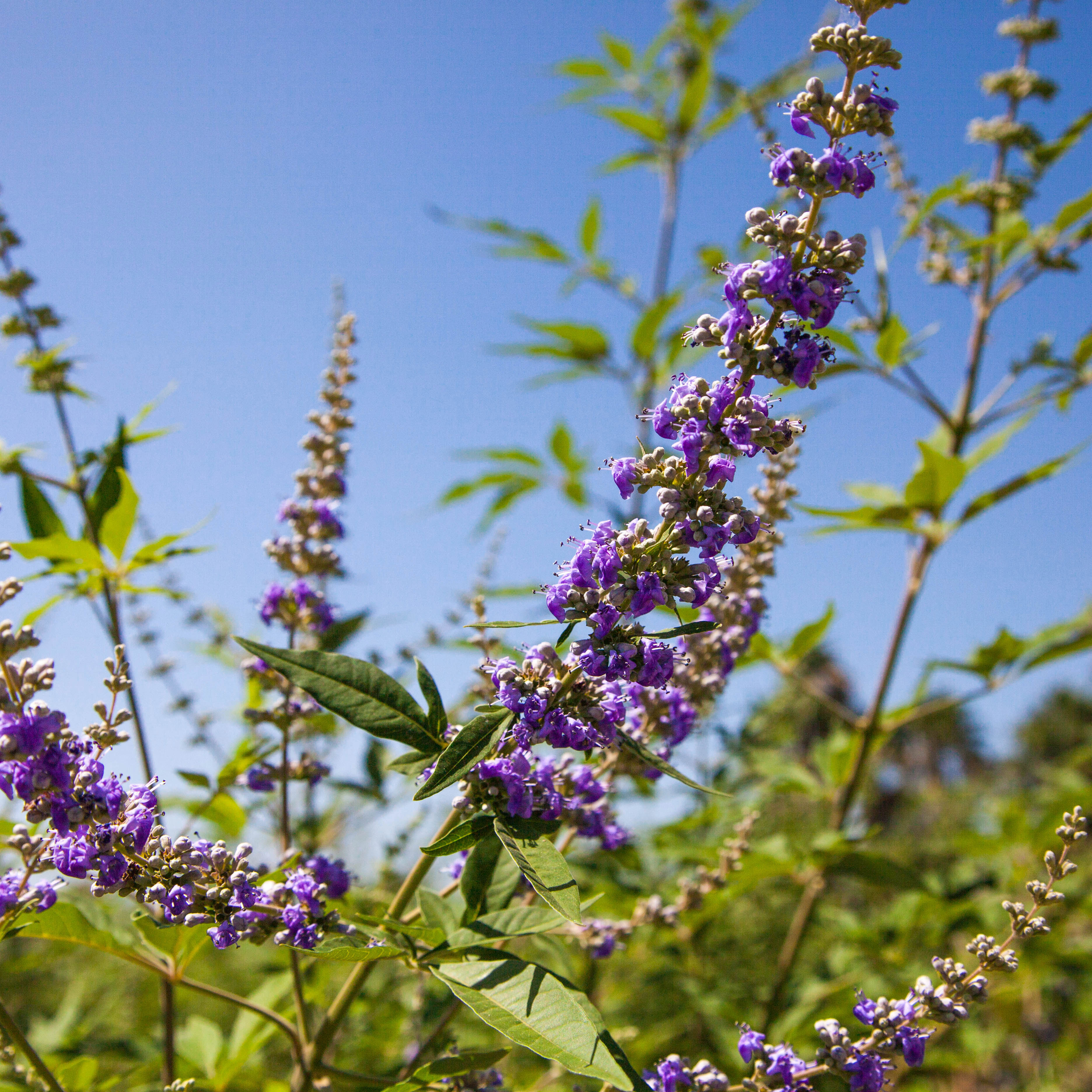 Gallery Peerless Tree Farm