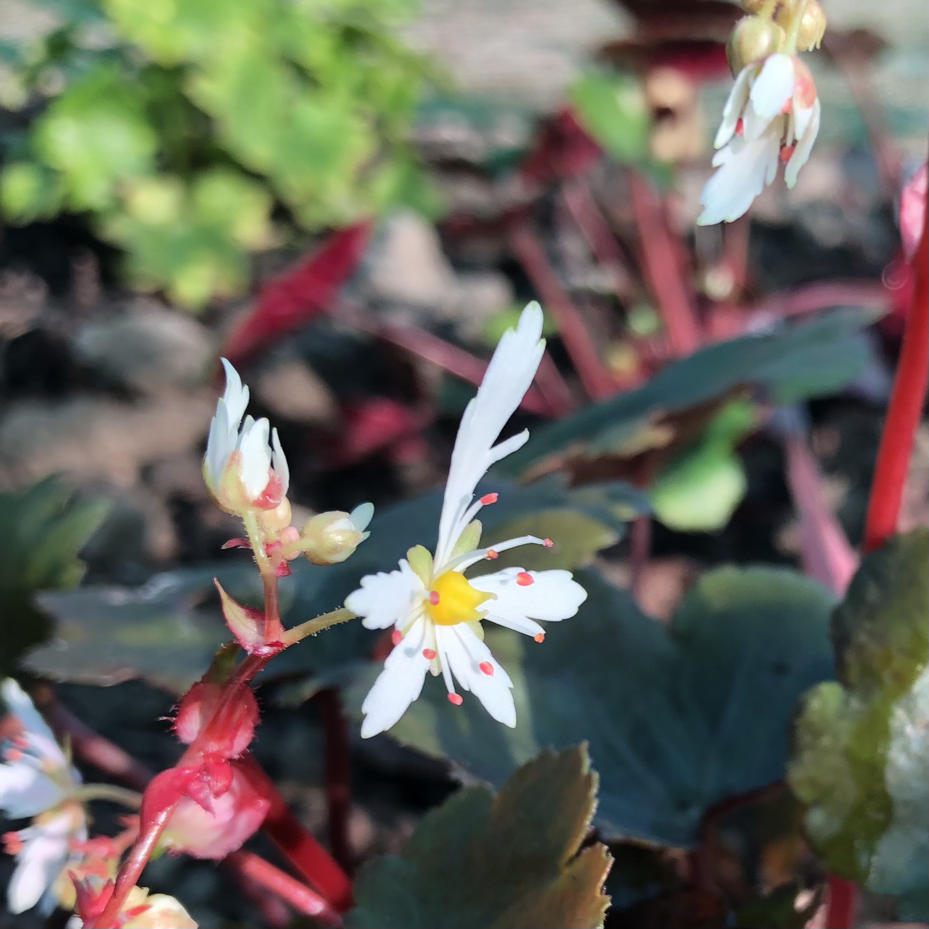 Peerless Horticulture Gardening in the Tunbridge Wells area