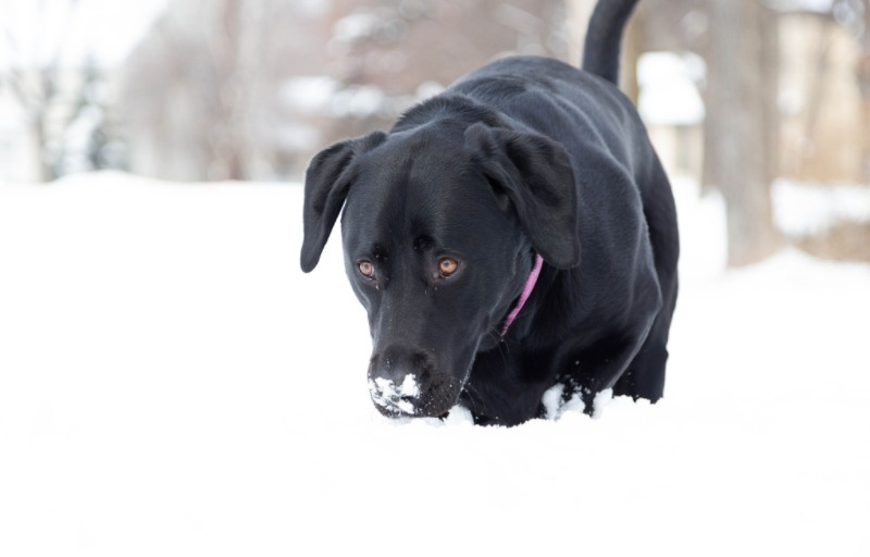 The Ultimate Guide To Dog Tracking Collars By Peeva