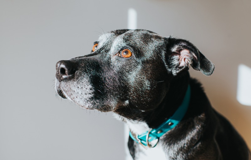 The Ultimate Guide To Dog Tracking Collars By Peeva