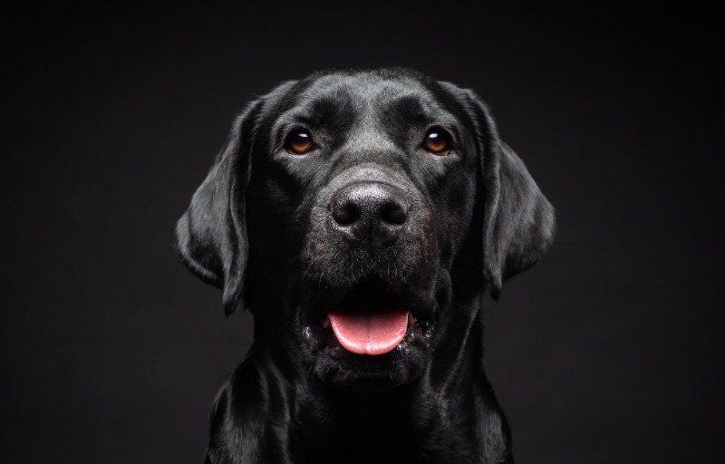 GSP vs Labrador Breed Battle Who Wins?