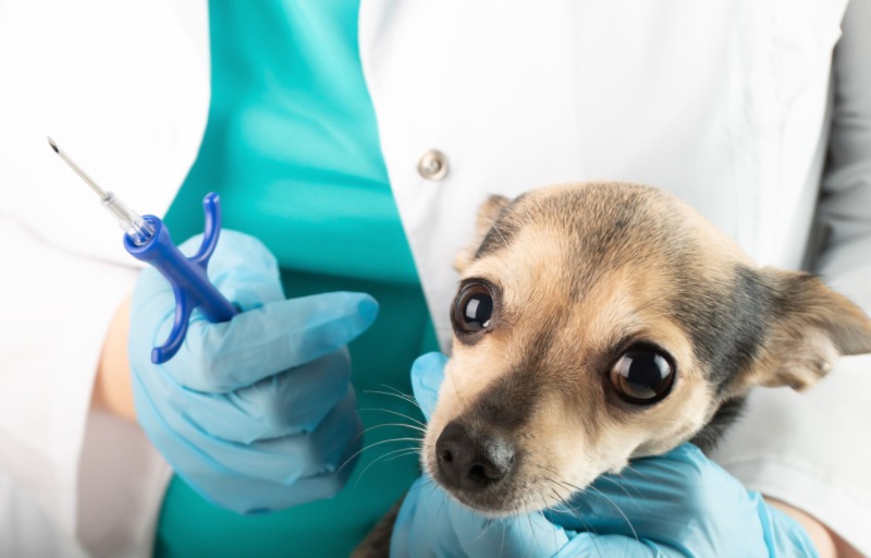 Dog Tracking Chip Implant Ensuring Pet Safety Made Easy