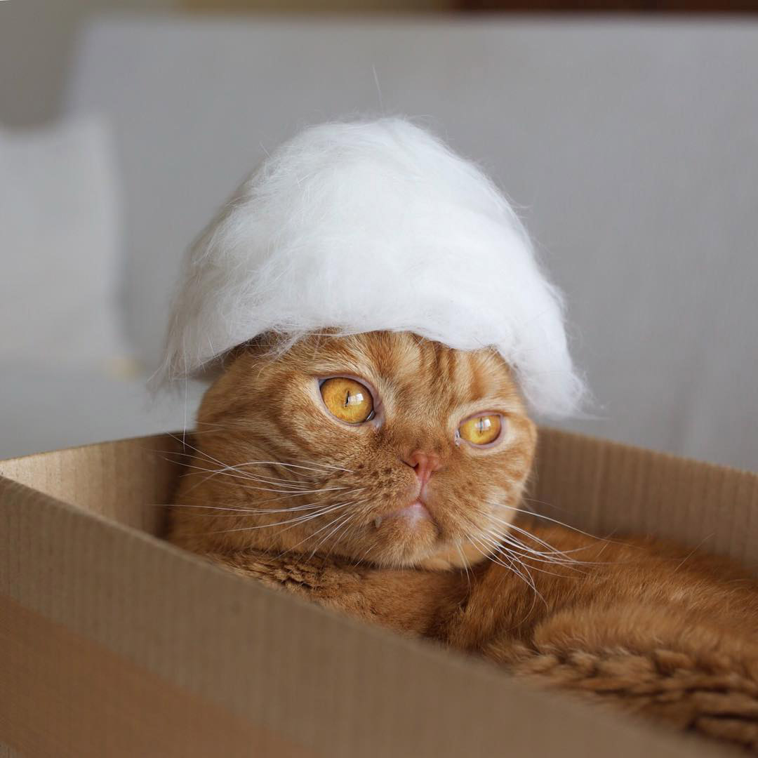 Cat fur hats... for cats!! Peewee's blog