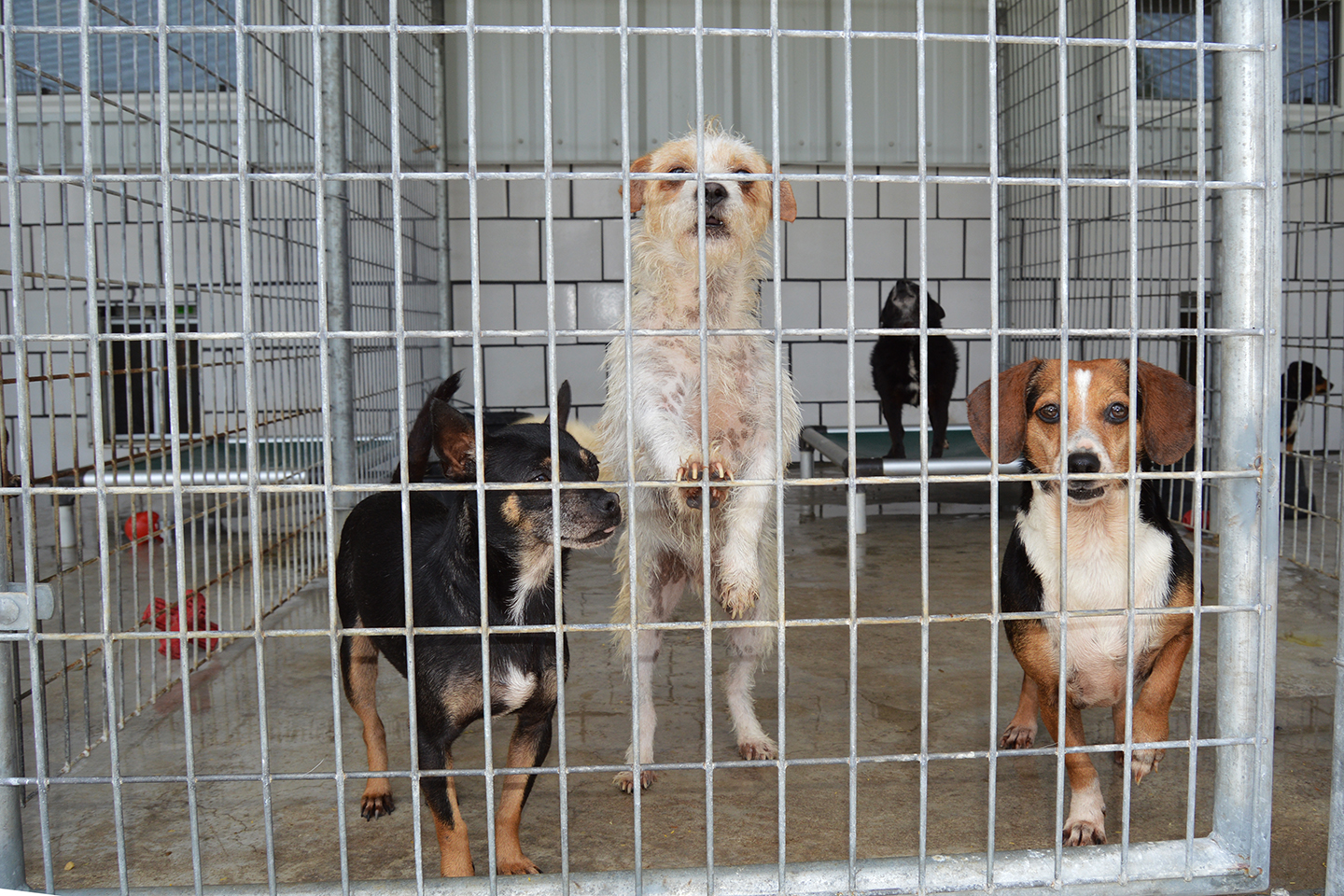 no kill animal shelter corpus christi hanzlikfaruolo