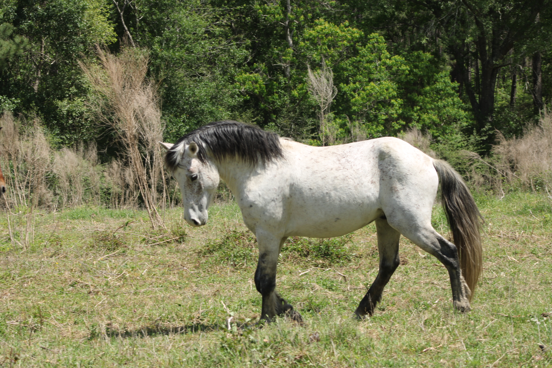 a Guardian Today Kisatchie Wild Horses