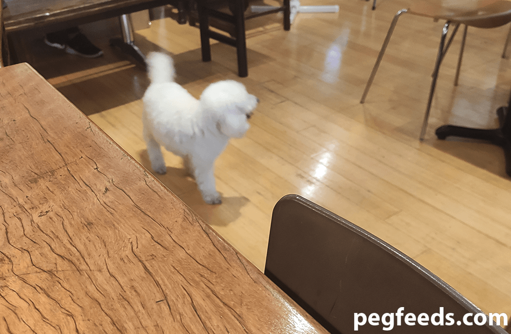 Zensation Tea House Waterloo NSW Dim Sum Restaurant Review PEGFeeds