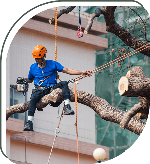 About Pegram Tree Service Professional Tree Services