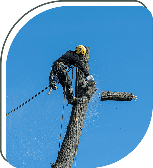 Arborist Services Pegram Tree Service Affordable Care