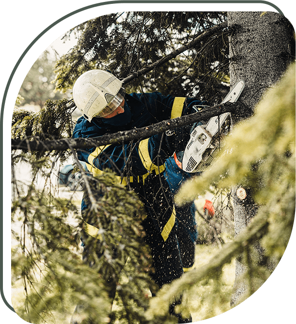 About Pegram Tree Service Professional Tree Services