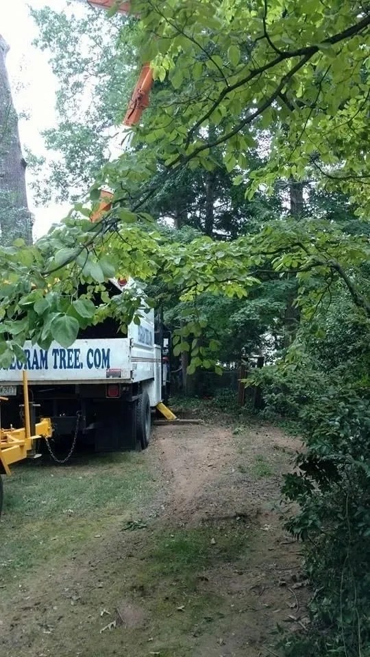 Pegram Tree Service Gallery Commercial Clients