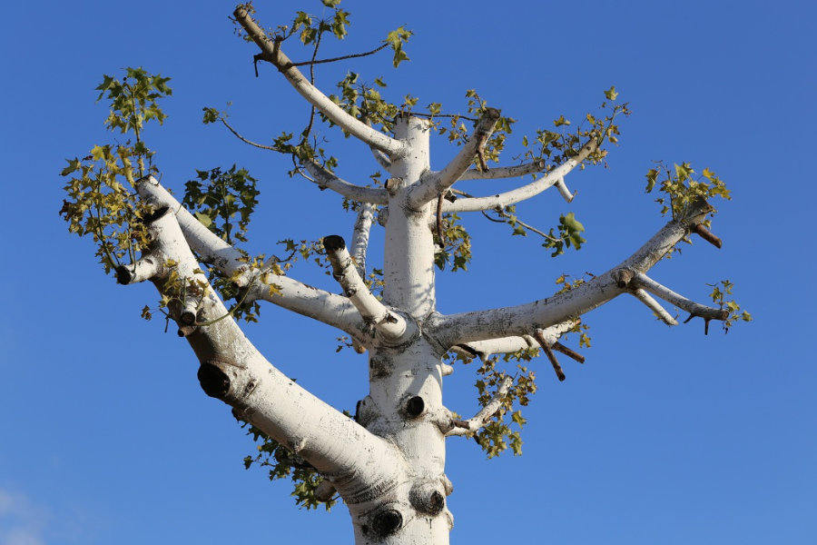 A superb tree service in Greensboro, NC, 27401