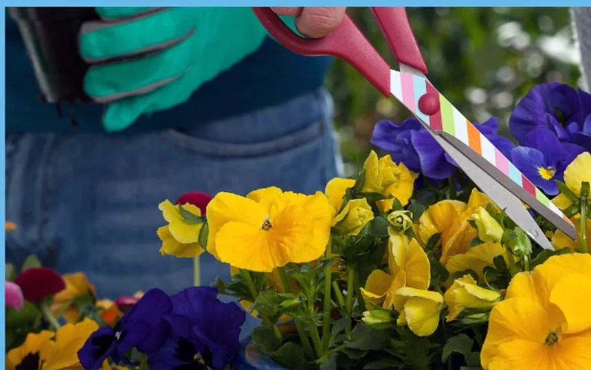 Indoor plants flowering too early Is early flowering better? PE How