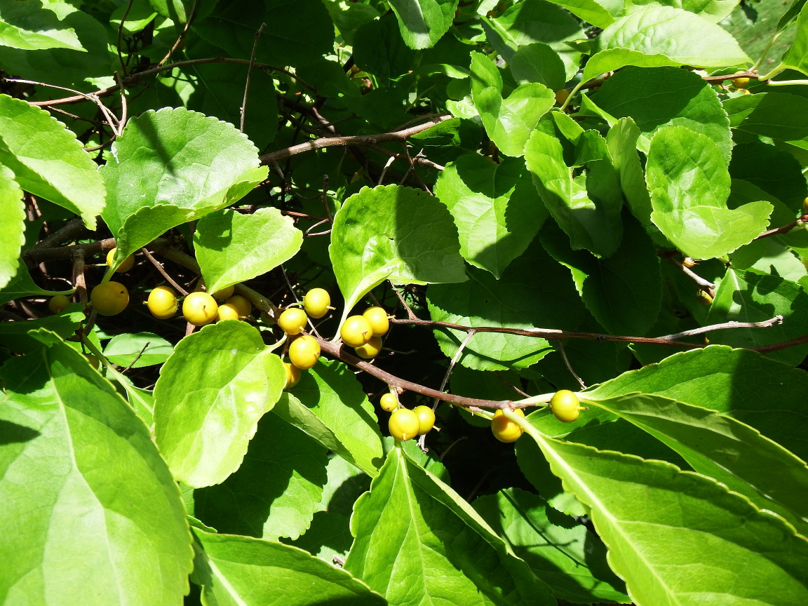 PEI Invasive Species Council Asiatic Bittersweet