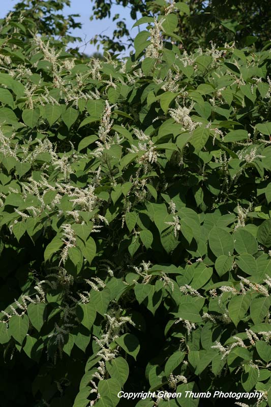 PEI Invasive Species Council Japanese Knotweed