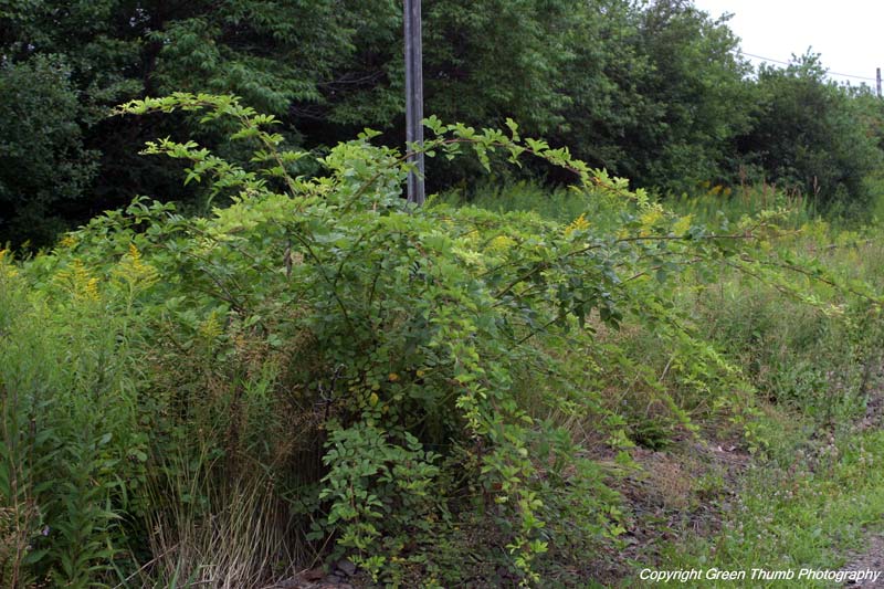 PEI Invasive Species Council Multiflora Rose