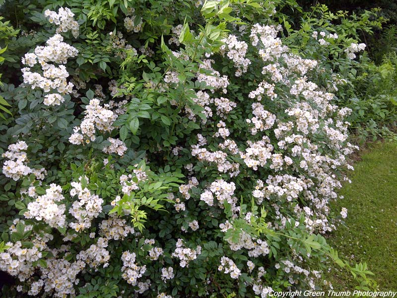 PEI Invasive Species Council Multiflora Rose