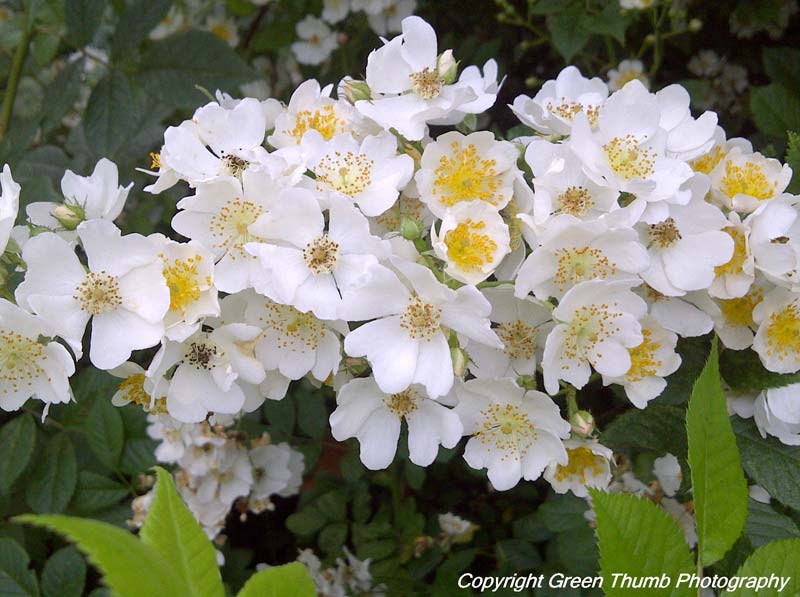 PEI Invasive Species Council Multiflora Rose