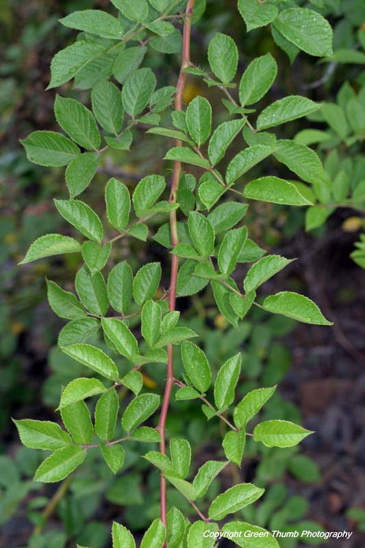 PEI Invasive Species Council Multiflora Rose