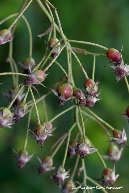 PEI Invasive Species Council Multiflora Rose