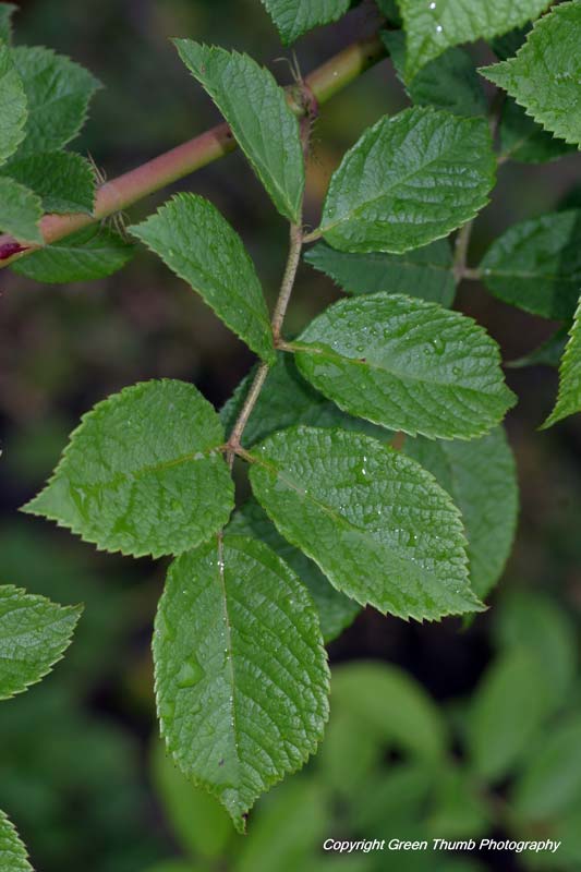 PEI Invasive Species Council Multiflora Rose