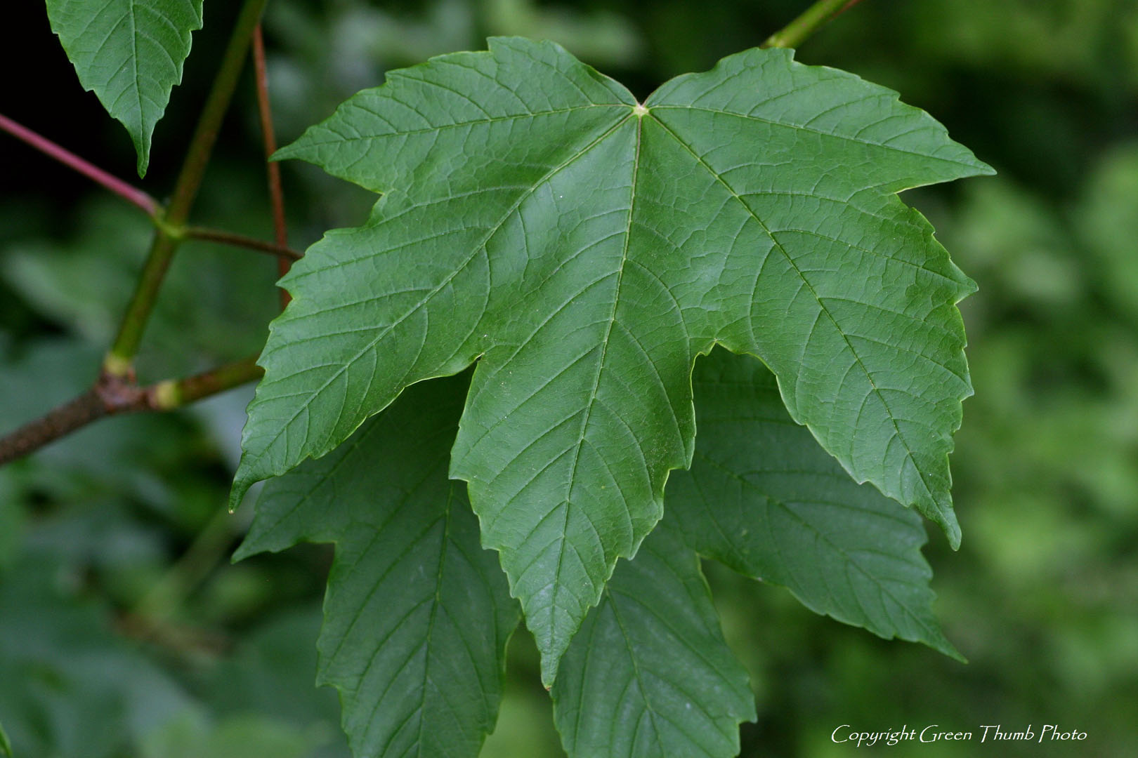 PEI Invasive Species Council Sycamore Maple
