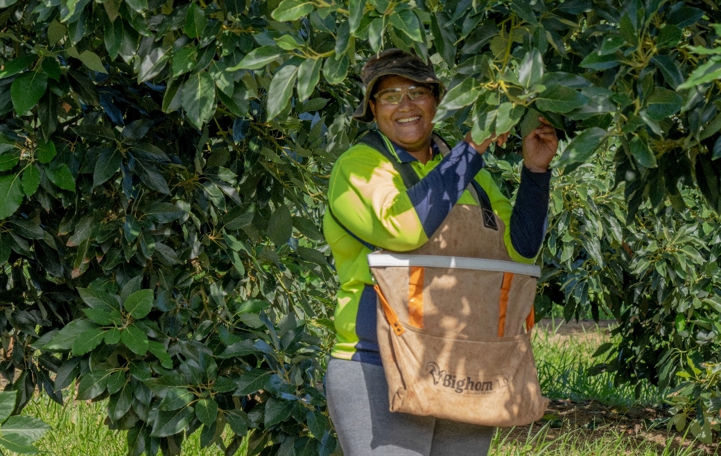 Careers Avocado Farm