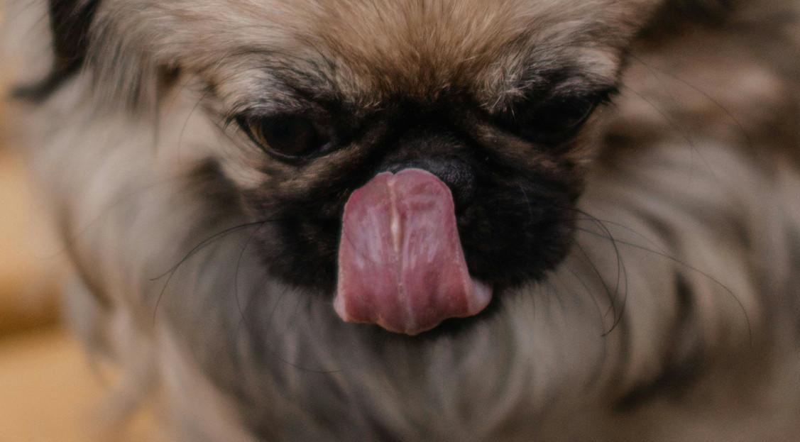 Why Do Pekingese Lick So Much? Pekingese Central