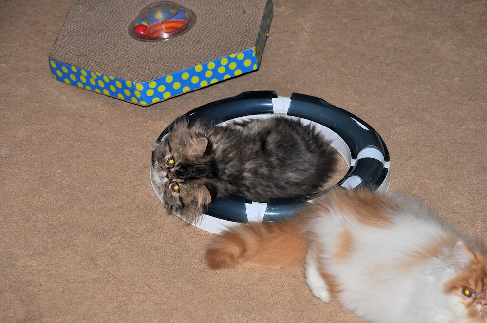 Why Is My Cat So Fat After Being Spayed